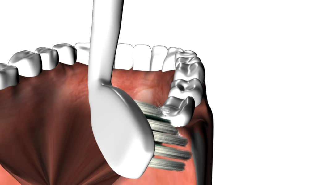 Kyoui Replacement Toothbrush Heads - DAY TIME (TEETH CLEANING) - White (Pack of 2) - Kyoui